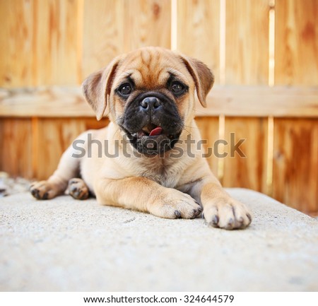 a cute chihuahua pug mix puppy (chug) looking at the camera with in front of a fenced in pool in a backyard during summer