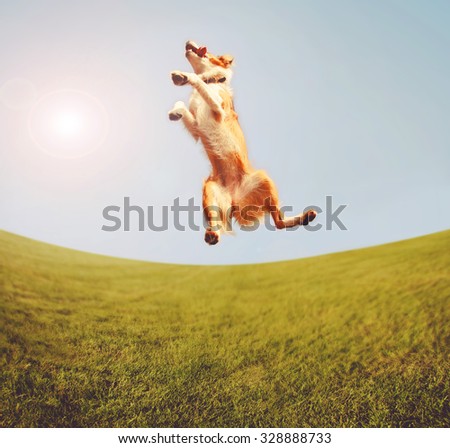 a dog jumping for joy in the middle of a field and a bright blue sky toned with a retro vintage instagram filter app or action effect