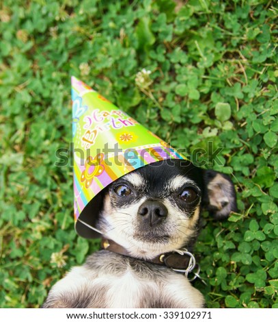 a cute chihuahua in green clover and grass with a birthday hat one looking wide eyed