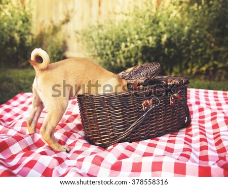 a cute baby pug chihuahua mix puppy looking into a wicker picnic basket and licking her face during summer maybe on the 4th of july holiday toned with a retro vintage instagram filter app or action