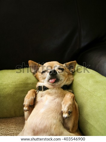 cute chihuahua taking a nap on his back on a green microfiber pet bed