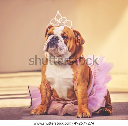 a cute bulldog dressed up in a pink tutu and a princess tiara crown toned with a retro vintage instagram filter app or action effect