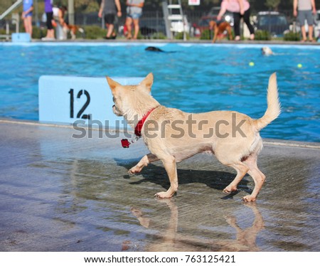 A dog playing at a public event at a local pool, free admission