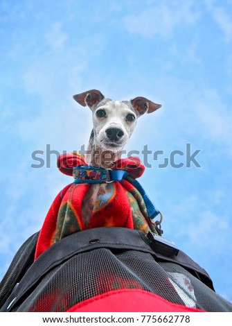 cute italian greyhound in a pet jogger stroller wrapped in a fleece blanket tucked into his collar on a cold day with a clear blue sky