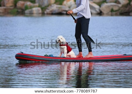 Beautiful photo of a dog and owner playing outside on a stand up paddle board in a pond at a local park