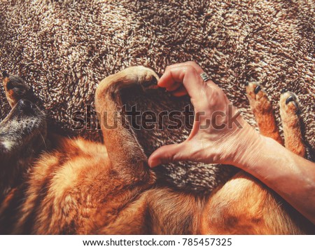 photo of a person and a dog making a heart shape with the hand and paw in natural sunlight with rays of sunshine toned with a retro vintage instagram filter