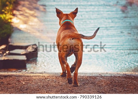 Beautiful photo of a dog playing outside running toward water toned with a retro vintage instagram matte filter