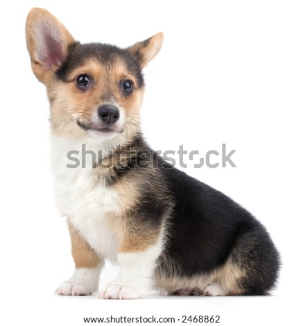 Corgi Puppies on Corgi Puppy Stock Photo 2468862   Shutterstock