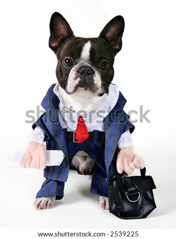 Boston Terrier Costume