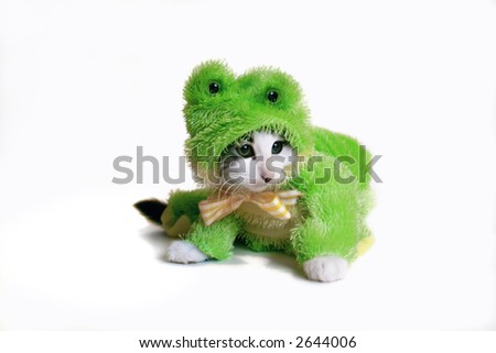 Kitten in a frog suit. amphibian Kitten in a frog suit. amphibian