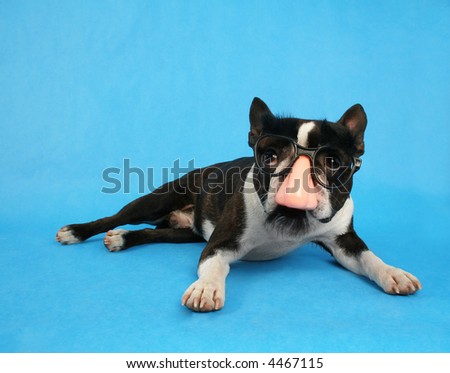 a boston terrier dressed up as groucho marx