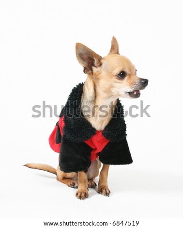 Dressed up chihuahua