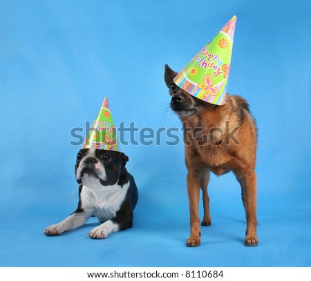 two dogs posing with birthday hats on