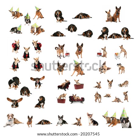 Pic Of Dogs