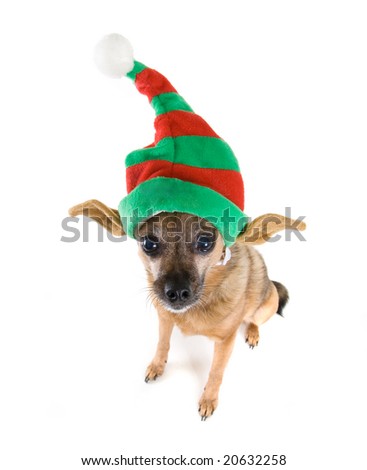 dressed up chihuahua