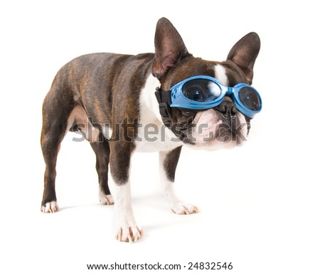 stock photo : a boston terrier with blue goggles on