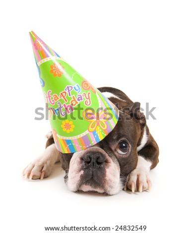 stock photo : a boston terrier with a birthday hat on