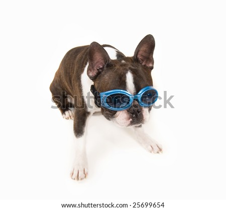 boston terrier with goggles on his 