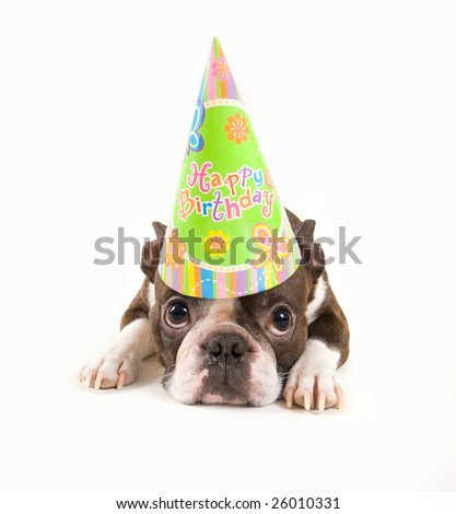 boston terrier with a birthday hat 