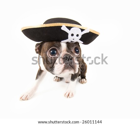 stock photo : boston terrier dog dressed as a pirate