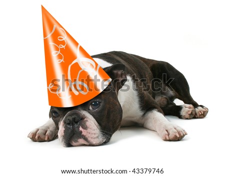 stock photo : a boston terrier with a birthday hat on