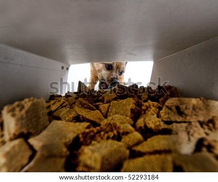 dog eating biscuits at the end of an open box