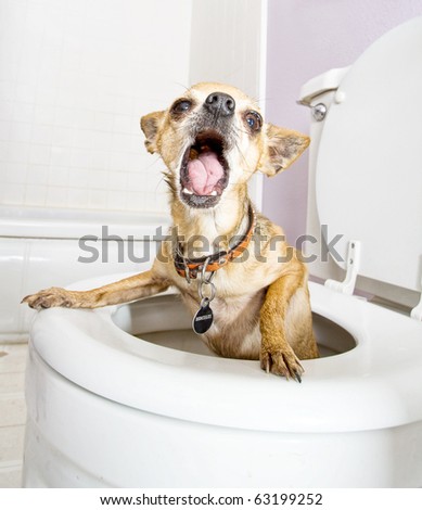 a tiny chihuahua in a toilet (THE WATER WAS DRAINED OUT)