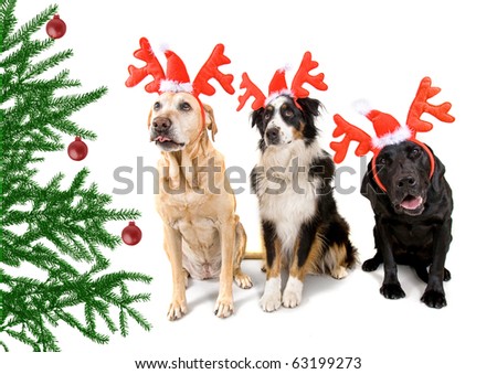 Pictures Of Dogs Dressed Up. stock photo : dogs dressed up