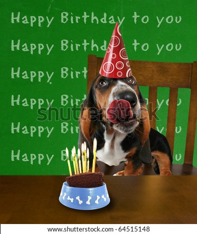 Puppy Birthday Cake on Basset Hound With Cake Stock Photo 64515148   Shutterstock