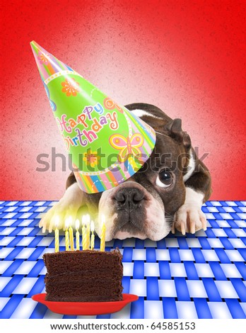 http://image.shutterstock.com/display_pic_with_logo/79405/79405,1289163432,5/stock-photo-a-boston-terrier-with-a-cake-64585153.jpg