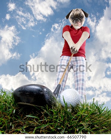 golf pug