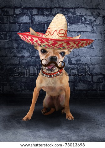 a tiny chihuahua with a sombrero hat on (from the mustache series)