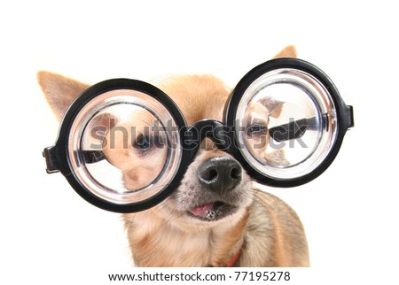 Chihuahua Wearing Glasses