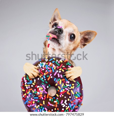 cute photo of a funny chihuahua isolated on a gray background eating a giant chocolate doughnut with colorful sprinkles on his tongue and nose