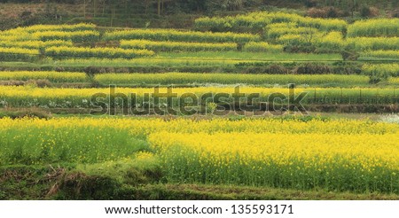 rape plant flower field of china