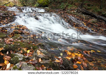 The stream in forest