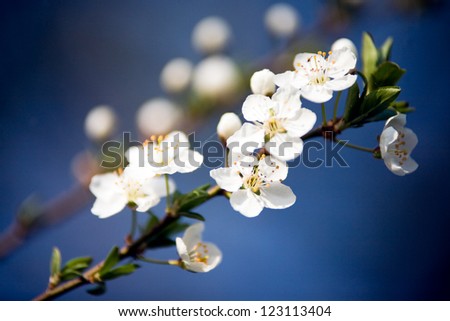 Flowers of the fruit blossoms on a spring day
