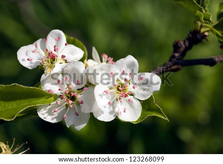 Fruit blossom in april