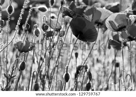 poppies field black and white