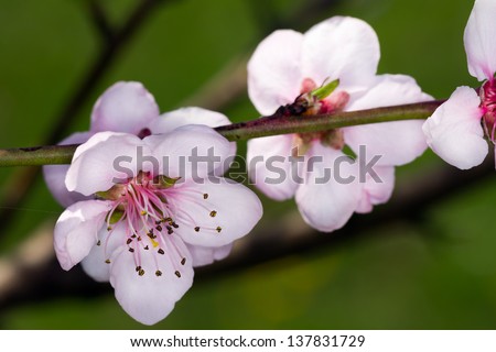 Fruit blossom