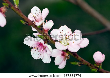 Fruit blossom 5