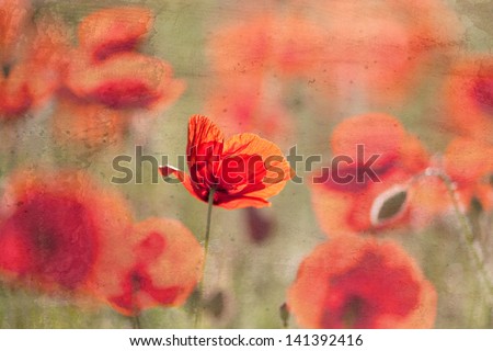 Red poppy flowers, vintage background 2