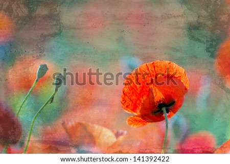 Red poppy flowers, vintage background