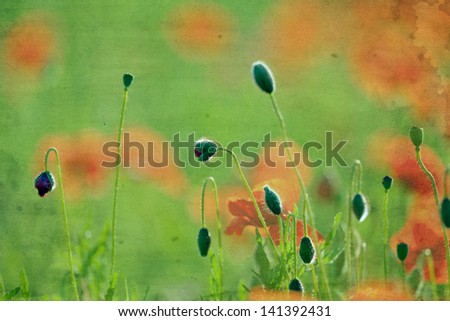 Red poppy flowers, vintage background 3