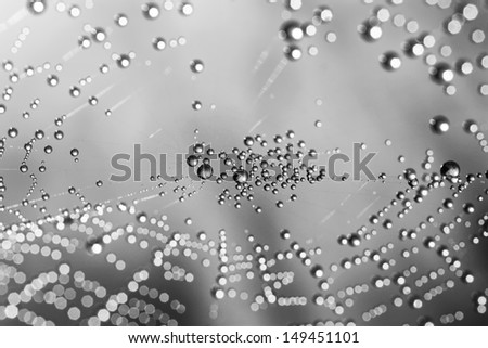 Spider web, dew drops black and white