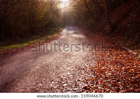 The road in forest, autumn