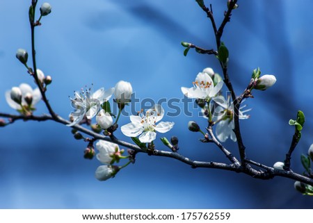 Fruit Blossom 1