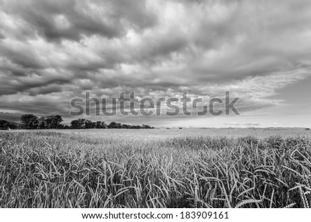 Wheat, black and white