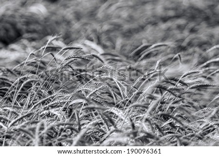 The wheat, black and white