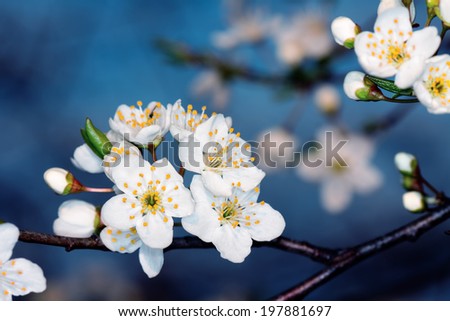 the fruits  blossom in spring